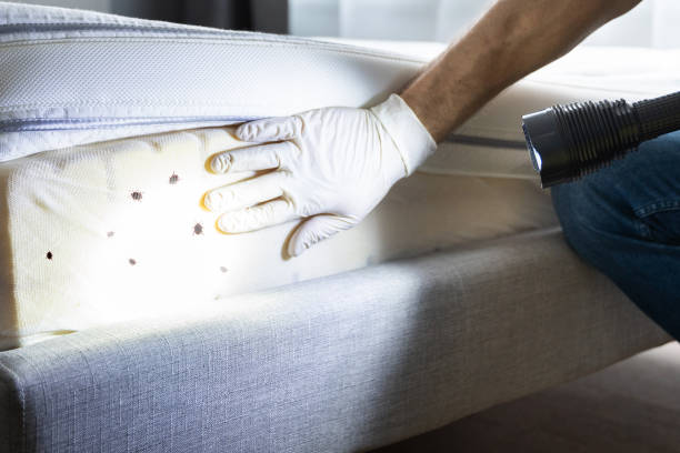 Best Pest Control Near Me  in Margate, FL