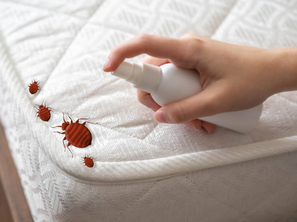 Best Affordable Pest Control Services  in Margate, FL