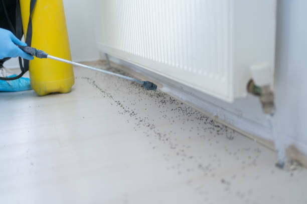 Best Insect Control  in Margate, FL