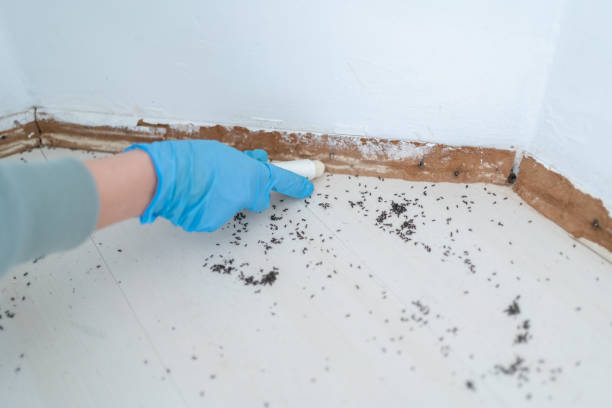 Best Termite Control Services  in Margate, FL