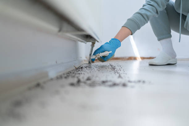 Best Flea Control Services  in Margate, FL